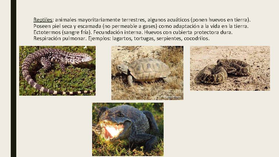 Reptiles: animales mayoritariamente terrestres, algunos acuáticos (ponen huevos en tierra). Poseen piel seca y