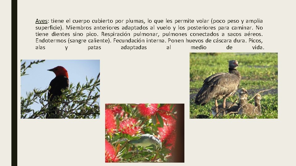 Aves: tiene el cuerpo cubierto por plumas, lo que les permite volar (poco peso