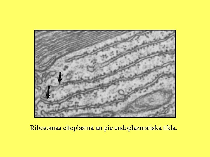 Ribosomas citoplazmā un pie endoplazmatiskā tīkla. 