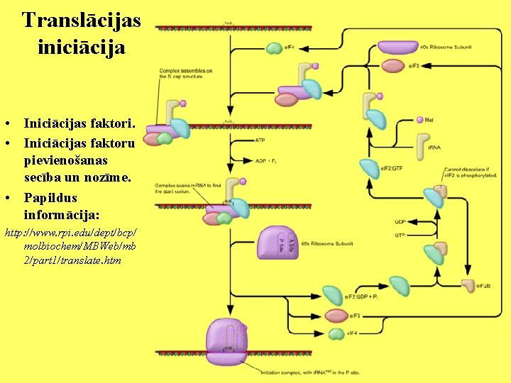 Translācijas iniciācija • Iniciācijas faktori. • Iniciācijas faktoru pievienošanas secība un nozīme. • Papildus