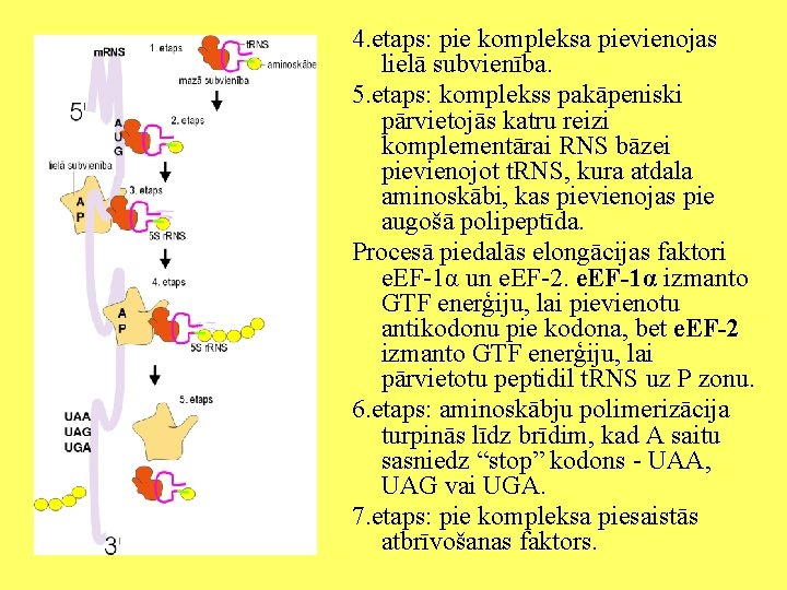 4. etaps: pie kompleksa pievienojas lielā subvienība. 5. etaps: komplekss pakāpeniski pārvietojās katru reizi