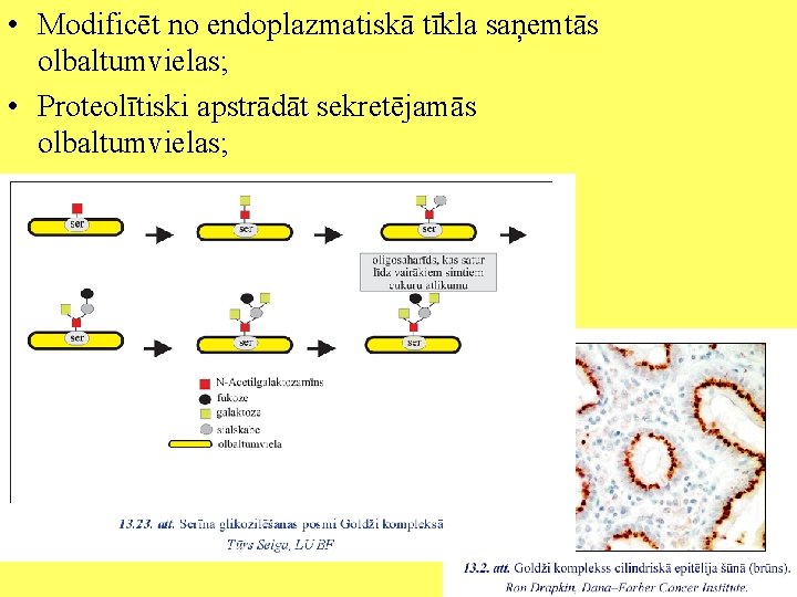  • Modificēt no endoplazmatiskā tīkla saņemtās olbaltumvielas; • Proteolītiski apstrādāt sekretējamās olbaltumvielas; 