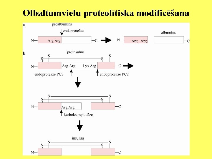 Olbaltumvielu proteolītiska modificēšana 