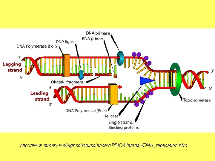 http: //www. stmary. ws/highschool/science/APBIO/Heredity/DNA_replication. htm 