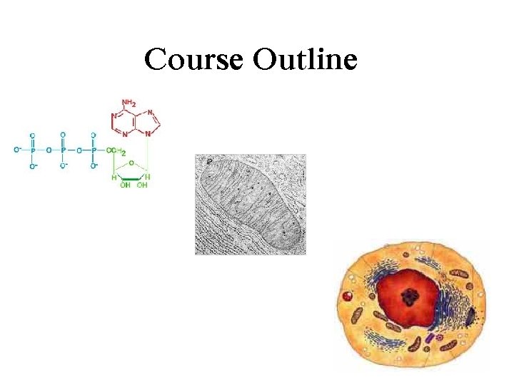 Course Outline 
