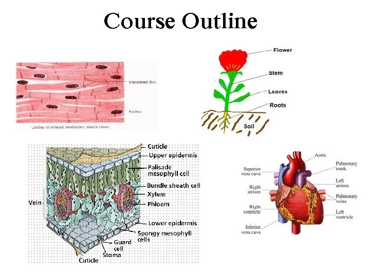 Course Outline 