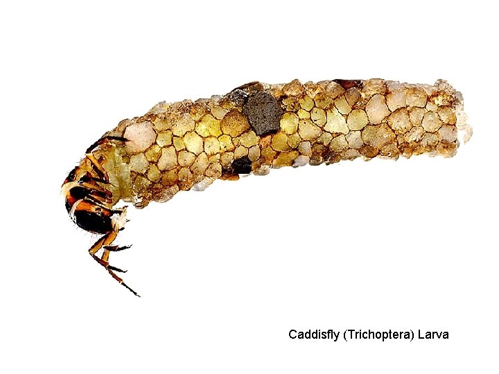 Caddisfly (Trichoptera) Larva 