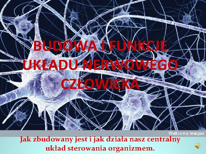 BUDOWA I FUNKCJE UKŁADU NERWOWEGO CZŁOWIEKA Jak zbudowany jest i jak działa nasz centralny