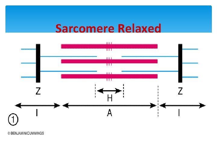 Sarcomere Relaxed 
