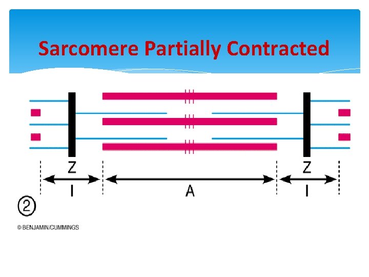 Sarcomere Partially Contracted 