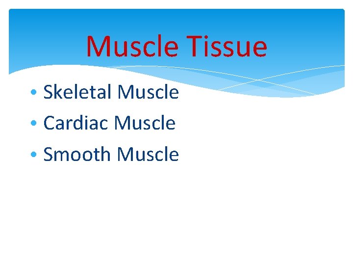 Muscle Tissue • Skeletal Muscle • Cardiac Muscle • Smooth Muscle 