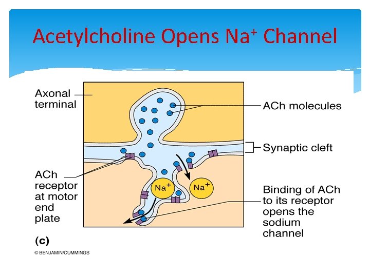 Acetylcholine Opens Na+ Channel 