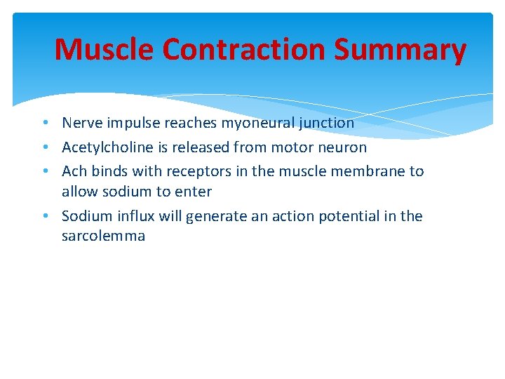 Muscle Contraction Summary • Nerve impulse reaches myoneural junction • Acetylcholine is released from