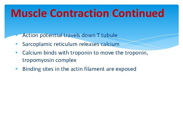 Muscle Contraction Continued • Action potential travels down T tubule • Sarcoplamic reticulum releases