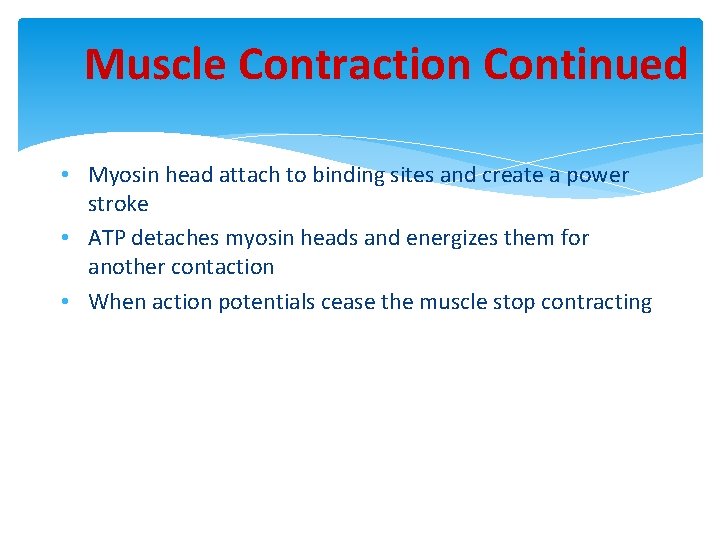 Muscle Contraction Continued • Myosin head attach to binding sites and create a power