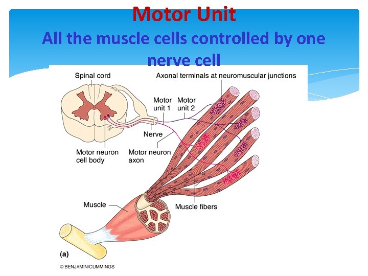 Motor Unit All the muscle cells controlled by one nerve cell 