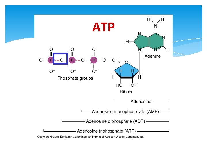 ATP 