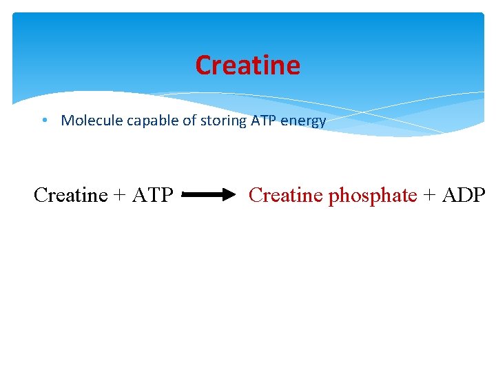Creatine • Molecule capable of storing ATP energy Creatine + ATP Creatine phosphate +