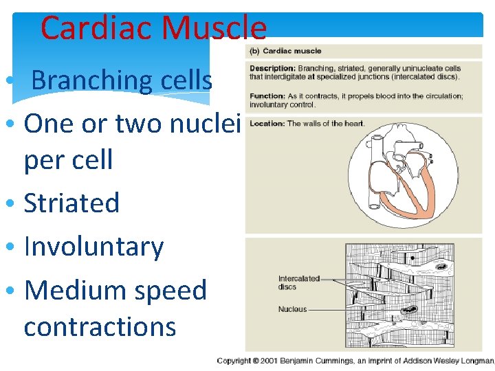 Cardiac Muscle • Branching cells • One or two nuclei per cell • Striated