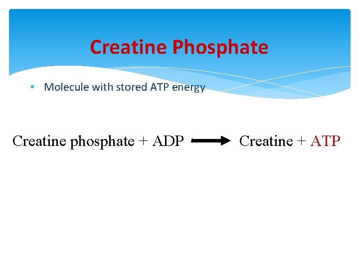 Creatine Phosphate • Molecule with stored ATP energy Creatine phosphate + ADP Creatine +