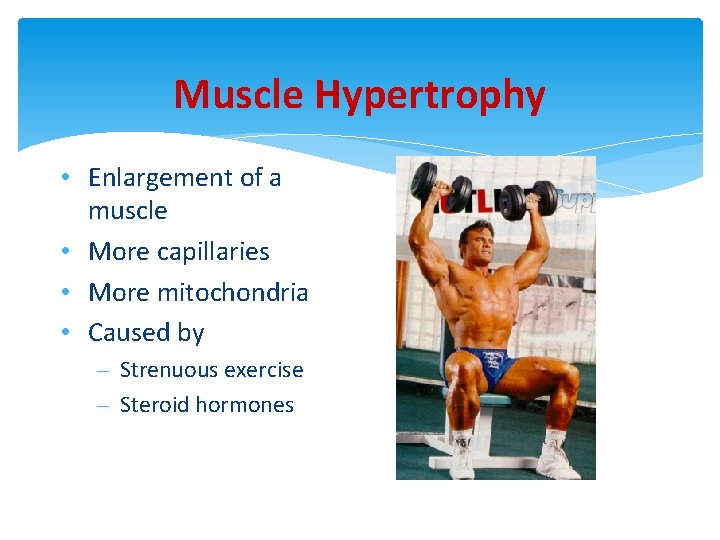 Muscle Hypertrophy • Enlargement of a muscle • More capillaries • More mitochondria •