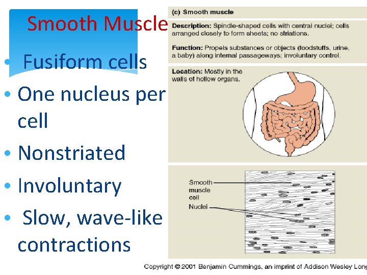 Smooth Muscle • Fusiform cells • One nucleus per cell • Nonstriated • Involuntary