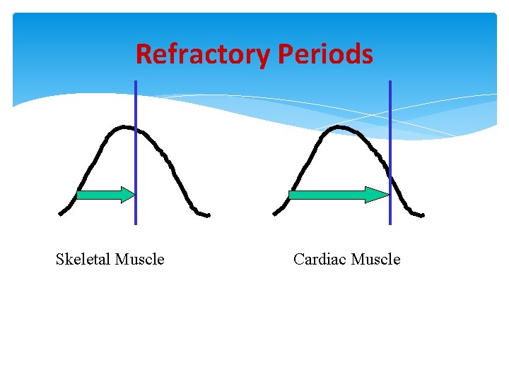 Refractory Periods Skeletal Muscle Cardiac Muscle 