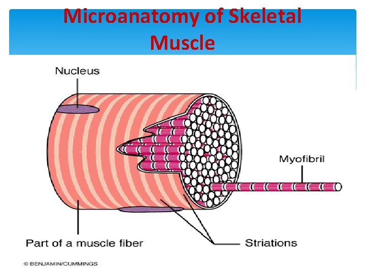 Microanatomy of Skeletal Muscle 