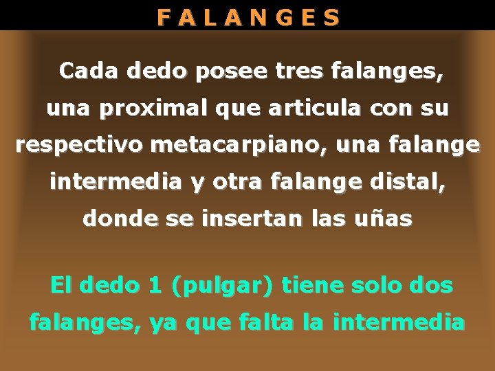 FALANGES Cada dedo posee tres falanges, una proximal que articula con su respectivo metacarpiano,