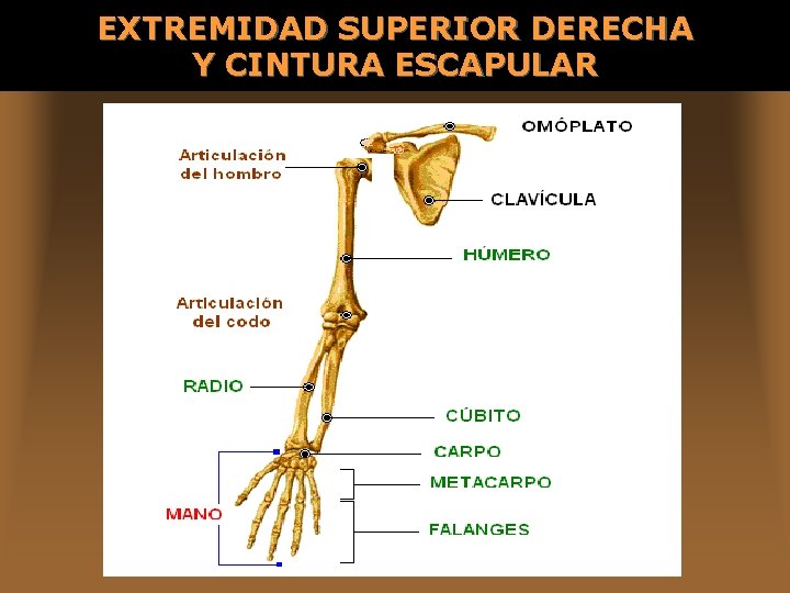 EXTREMIDAD SUPERIOR DERECHA Y CINTURA ESCAPULAR 