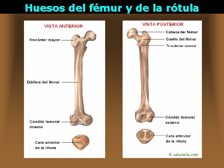 Huesos del fémur y de la rótula 