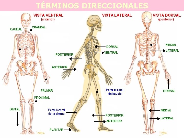 TÉRMINOS DIRECCIONALES 