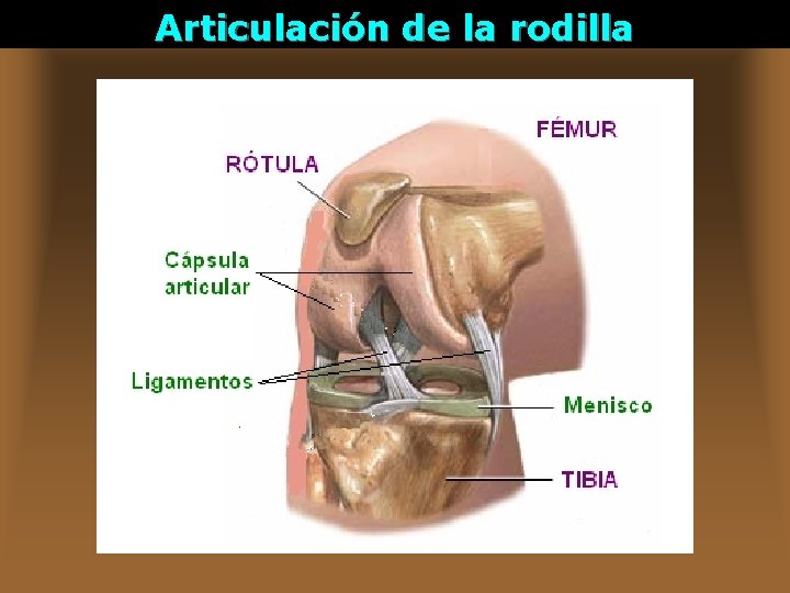 Articulación de la rodilla 