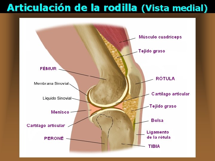 Articulación de la rodilla (Vista medial) 