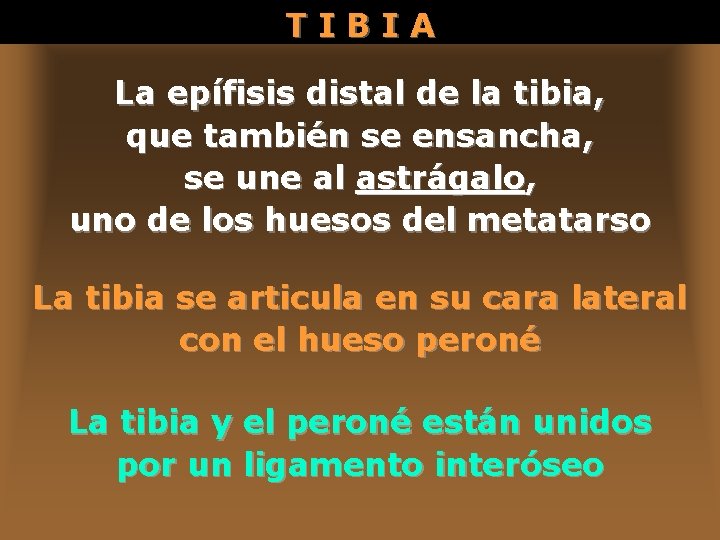 TIBIA La epífisis distal de la tibia, que también se ensancha, se une al