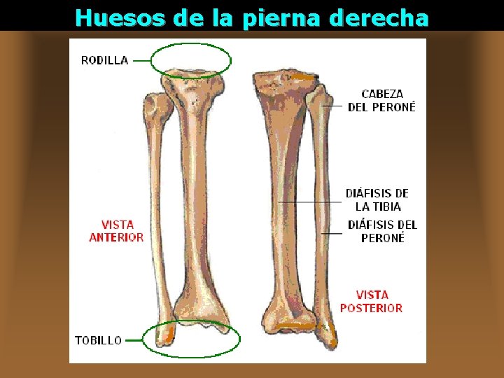 Huesos de la pierna derecha 