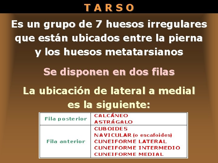 TARSO Es un grupo de 7 huesos irregulares que están ubicados entre la pierna