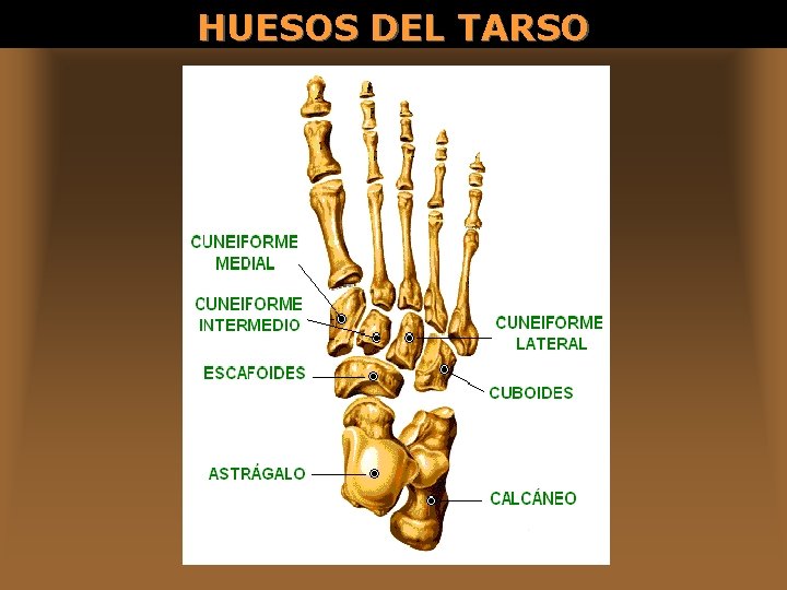 HUESOS DEL TARSO 