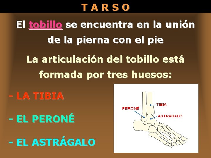 TARSO El tobillo se encuentra en la unión de la pierna con el pie