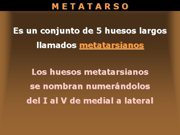 METATARSO Es un conjunto de 5 huesos largos llamados metatarsianos Los huesos metatarsianos se