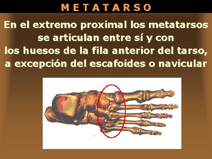 METATARSO En el extremo proximal los metatarsos se articulan entre sí y con los