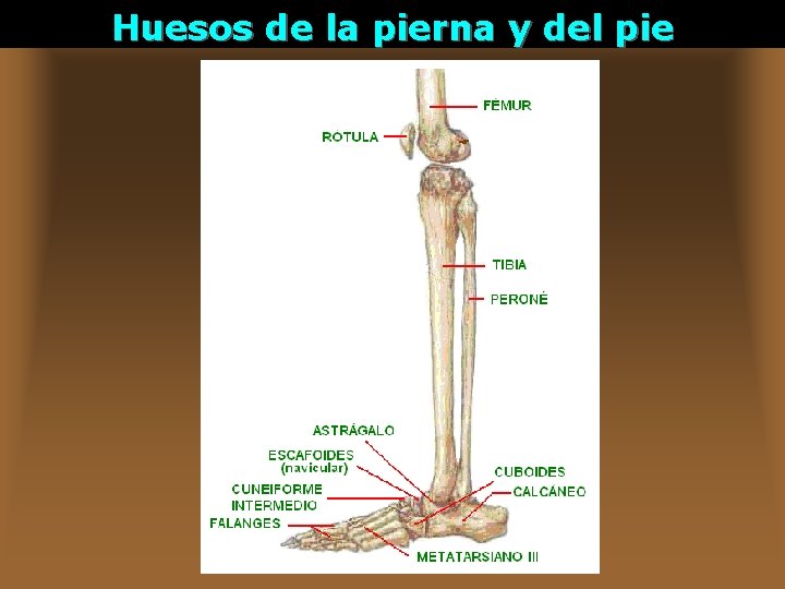 Huesos de la pierna y del pie 