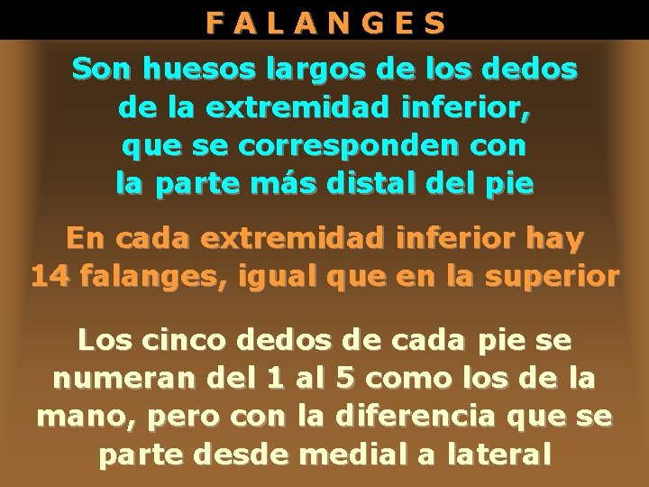 FALANGES Son huesos largos de los dedos de la extremidad inferior, que se corresponden