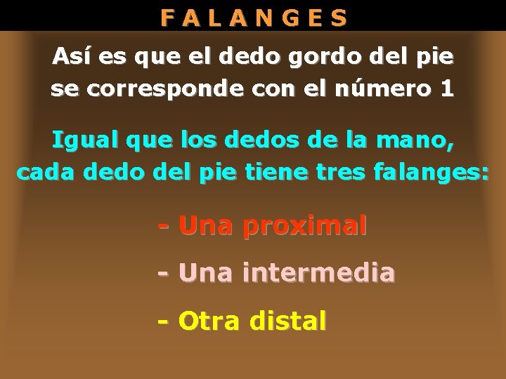 FALANGES Así es que el dedo gordo del pie se corresponde con el número