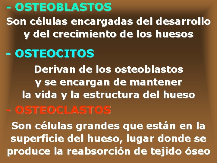 - OSTEOBLASTOS Son células encargadas del desarrollo y del crecimiento de los huesos -