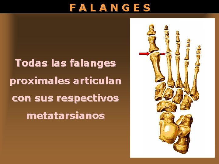 FALANGES Todas las falanges proximales articulan con sus respectivos metatarsianos 