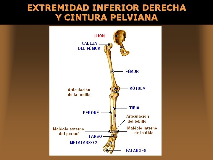 EXTREMIDAD INFERIOR DERECHA Y CINTURA PELVIANA 