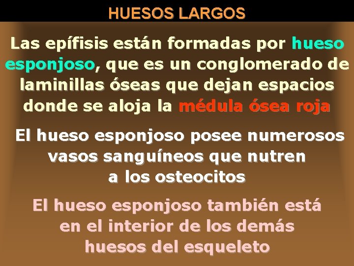 HUESOS LARGOS Las epífisis están formadas por hueso esponjoso, que es un conglomerado de