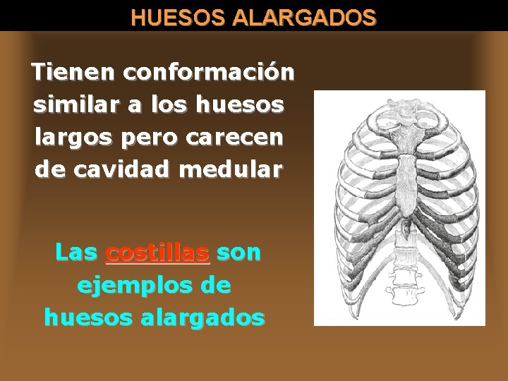 HUESOS ALARGADOS Tienen conformación similar a los huesos largos pero carecen de cavidad medular