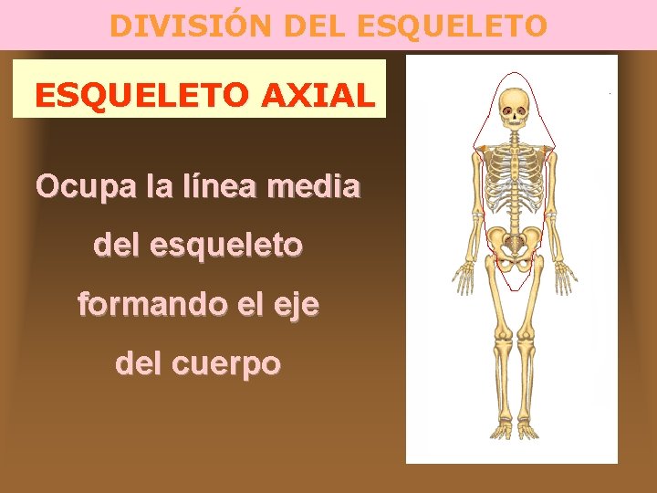 DIVISIÓN DEL ESQUELETO AXIAL Ocupa la línea media del esqueleto formando el eje del